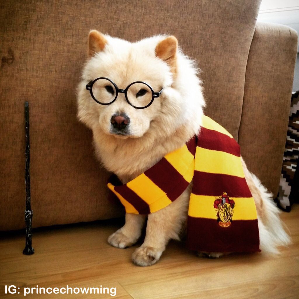 dog_rates's tweet photo. This is Logan, the Chow who lived. He solemnly swears he's up to lots of good. H*ckin magical af 9.75/10 https://t.co/yBO5wuqaPS