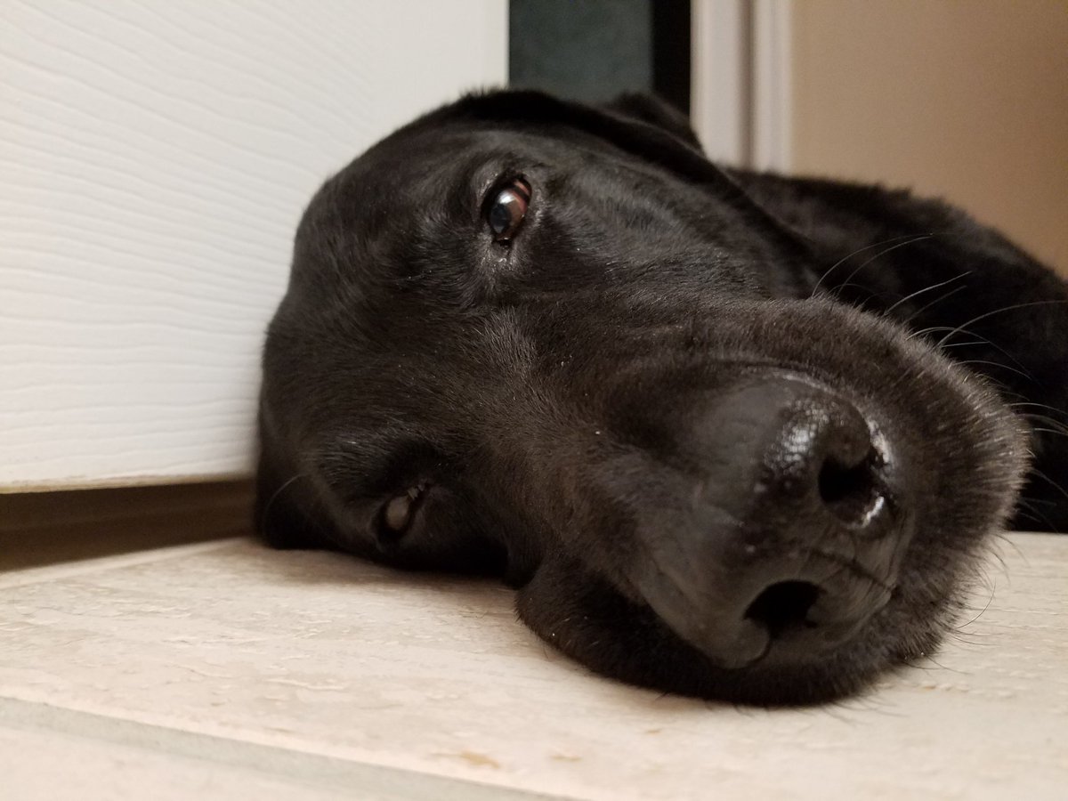 BookDave's tweet photo. This is Manny. He is a service trained black lab in need of a wonderful home. His owner is in NYC and can not longer keep him. He is 11. https://t.co/LWpURzx5Et