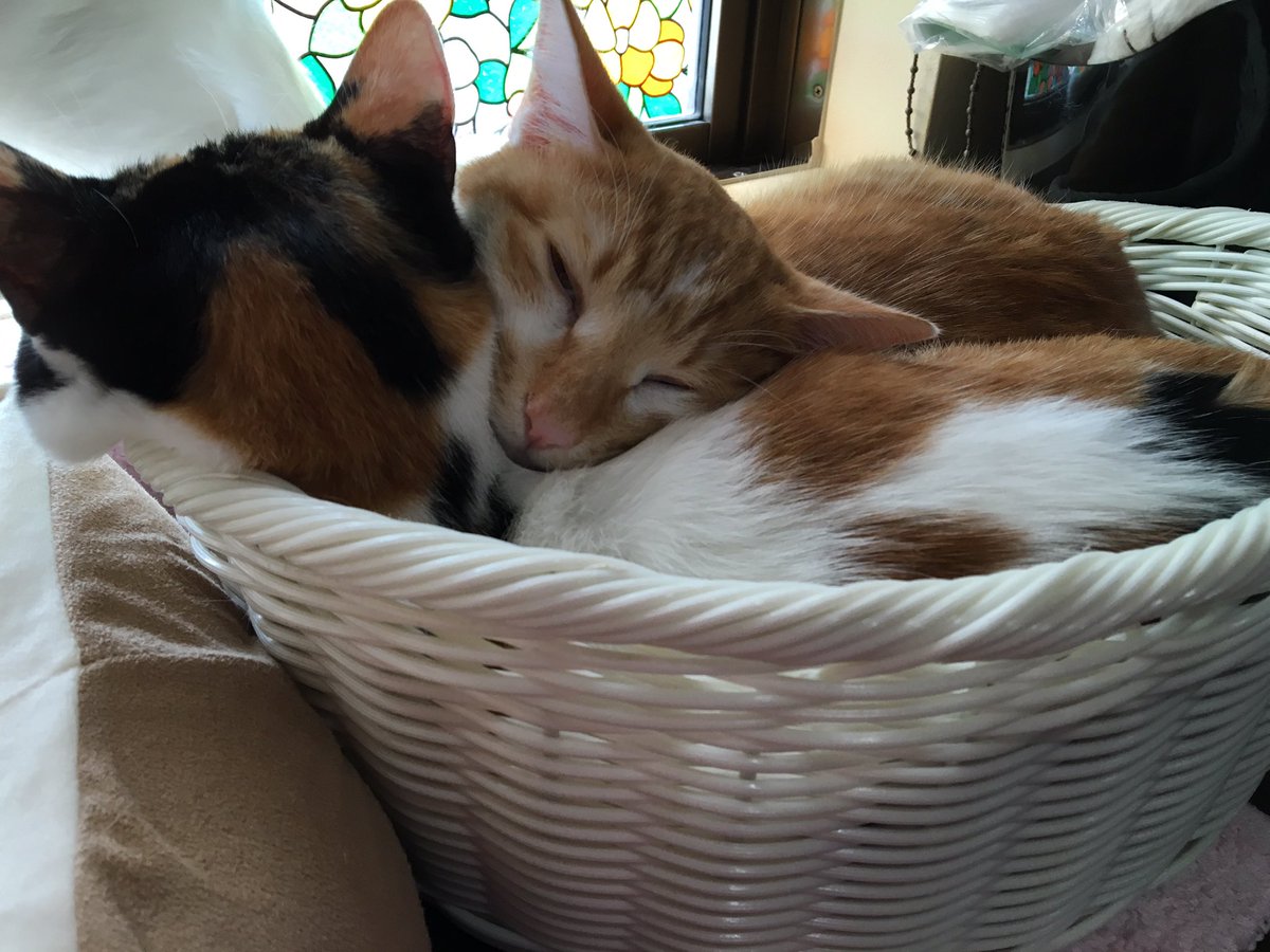 猫かふぇジュエリー 猫ママ V Twitter 今日もまったりしてるチームジュエリーの子供達です みんな大きくなったなあ 保護ねこ 猫カフェ 茨城猫カフェ 猫部 猫カフェジュエリー