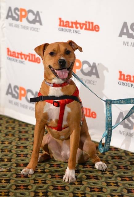 HoochHumane's tweet image. ‼️Come to the meeting on Monday‼️ to meet ASPCA's 2014 dog of the year, Xena the Warrior Puppy!! ❤️🐶