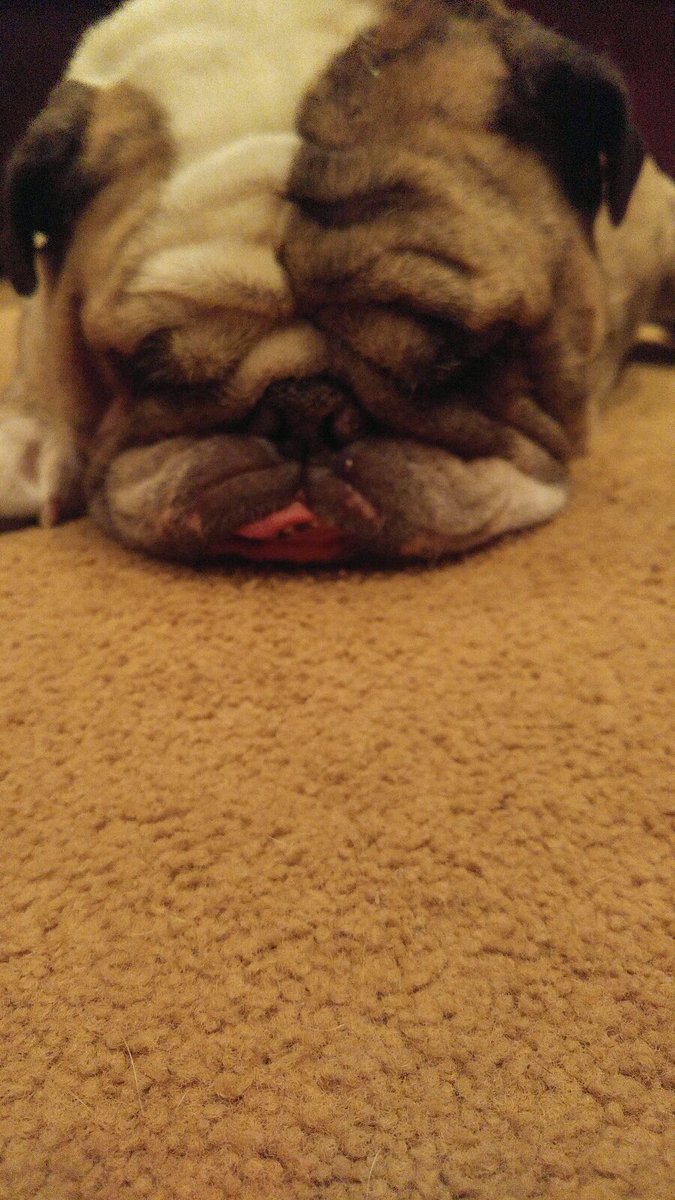 Up The Pucks tweet media