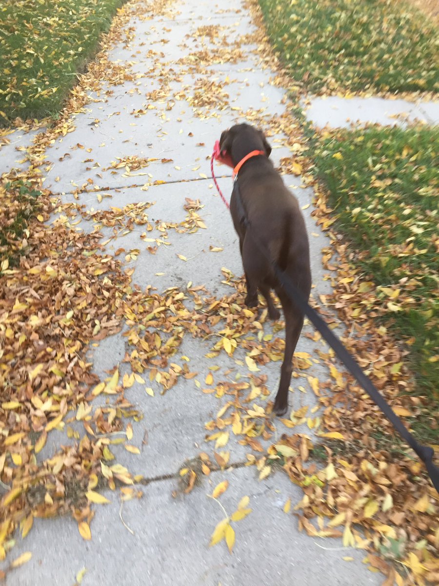 'Tis the season for my dog to be startled by everyone's Halloween lawn decor... #scaredofscarecrows