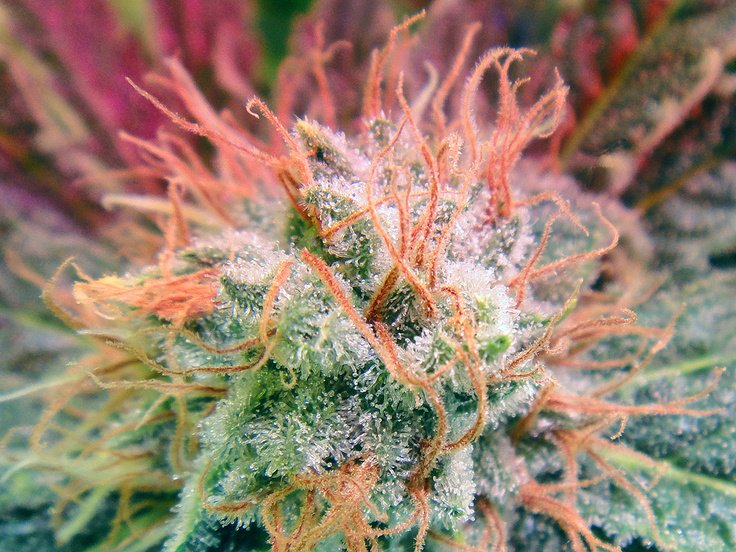 hopegrown's tweet photo. Scientific studies show that CBD and THC work best in combination and potentiate each other's therapeutic effects. #mmj https://t.co/cfLZYoVUHC