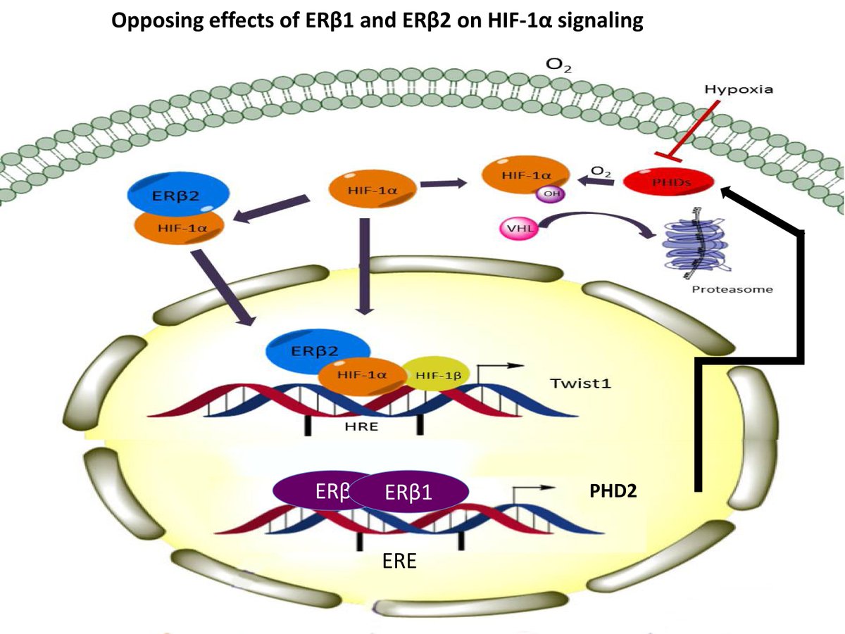 Interplay between ESR2 variants. Opposing effects on Chemo from the same gene. ERb1 increases effect of Chemo while variants decreases.