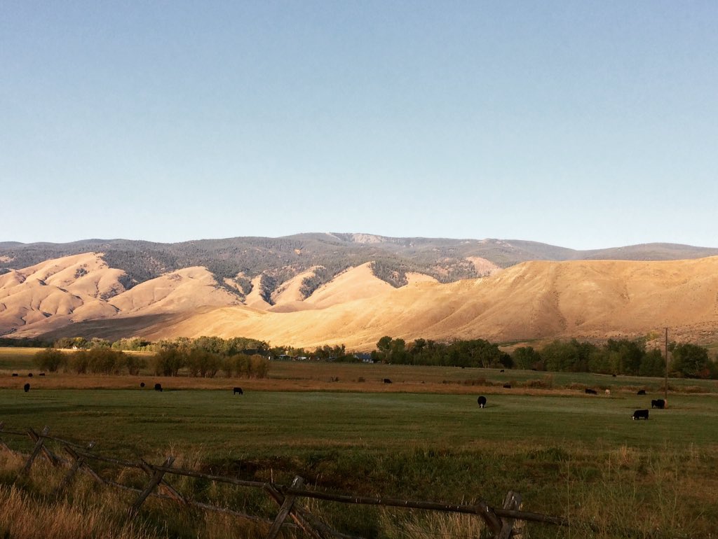 RachelRyan_DJ's tweet photo. #thankafarmerthursday #growingbeef #idahobeef #idahocattlemen #idahome #steakandpotatoes @IdahoPotato @Beef https://t.co/IlDbYqXQnW