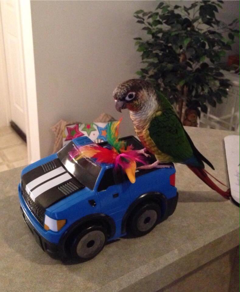 #TBT This is me playing with Mister Featherhead & my truck! Love, Seamus ❤️