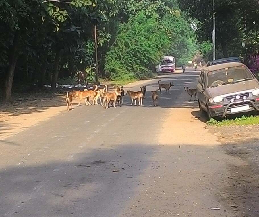 arijit_malakar's tweet photo. @Manekagandhibjp who would provide security to school going kids from this menace? #straydogmenace https://t.co/RuvL4mhsco