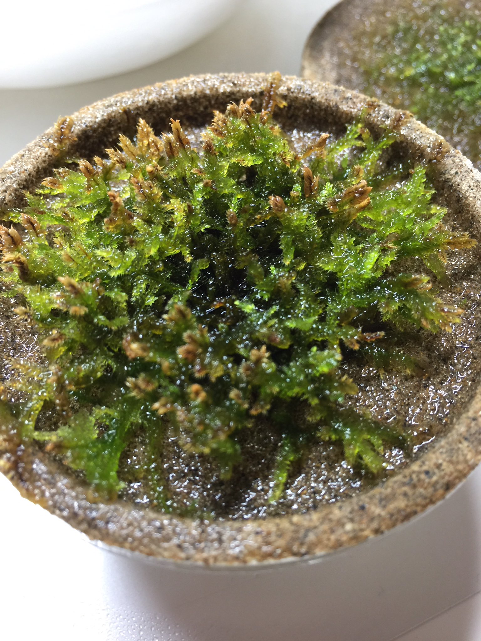 ヨポヨポ苔 皆さまこんにちはヾ ゝ 今日のハイゴケさんです ハイゴケさんもついに先端が茶色になってきたので 裁断していく時期かな 最近は 曇りが多かったので 光を多く取り込むタイプの苔たちが軒並み揃って色が落ちてます ヨポヨポ苔 皆さまこんにちはヾ ゝ 今日のハイゴケさんです ハイゴケさんもついに先端が茶色になってきたので 裁断していく時期かな 最近は 曇りが多かったので 光を多く取り込むタイプの苔たちが軒並み揃って色が落ちてます