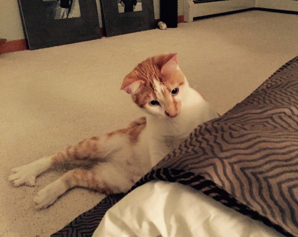mewmewmew13's tweet photo. doing this right now #kittyattack https://t.co/AJcxM1DXqB