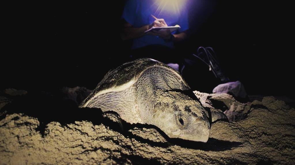 saamwu's tweet photo. Ephemeral #friend. #layingeggs #nesting #seaturtle #ridleyturtle #takingnotes #asupmatoma … https://t.co/nDMPpMZzBa https://t.co/kF0tV92OQq