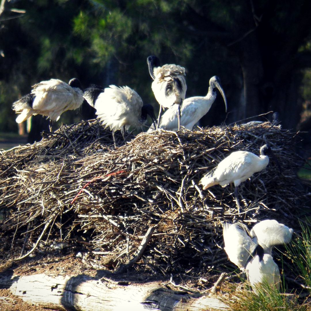 DragonflyEnv's tweet photo. White Ibis seen nesting. Many people view them as a pest and in some cases, they need to be managed.
#ibis #nesting #waterbirds #wetlands https://t.co/RZhxHiLDke
