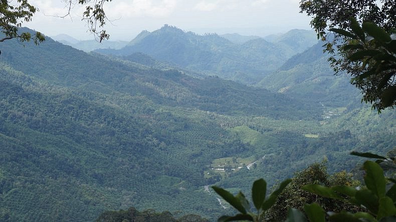 Greenpeace's tweet photo. “We’ll search for rare Pokemon characters but not the endangered wildlife of SE Asia” Gregory McCann @HabitatID1 https://t.co/Sg9uLG49CH https://t.co/QLQOAVojIH