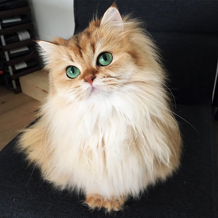 HumorCircus's tweet photo. 10+ Of The World’s Most Beautiful #Cats https://t.co/3rdMGRbJYR #Animals #BeautifulCats #Cat #CatPhotographs #CatPictures https://t.co/B6OGoLrFSx
