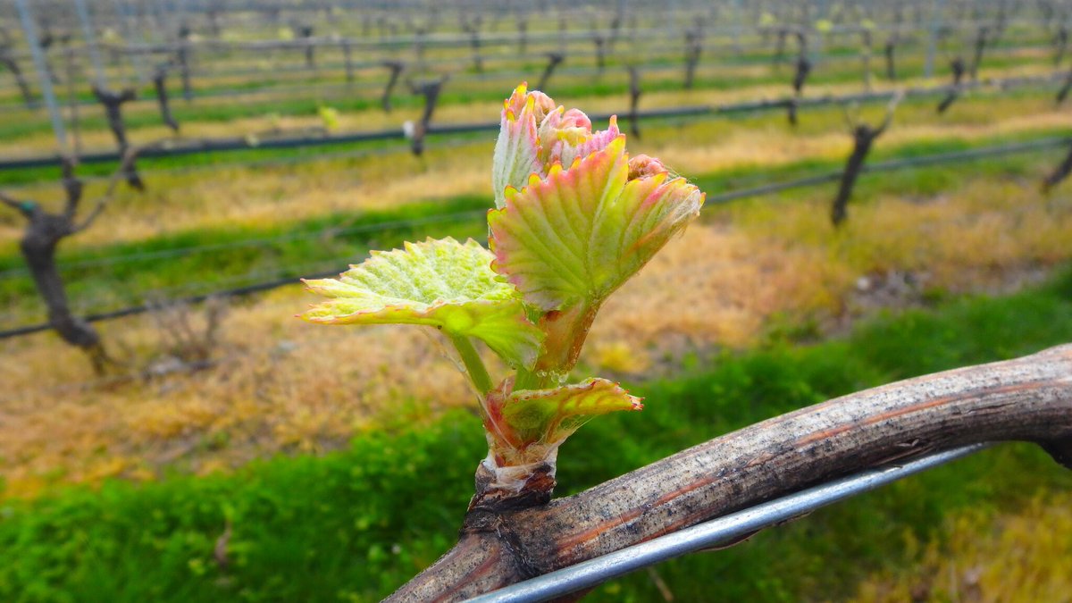 This_is_Indevin's tweet photo. Bud burst beauty #nzwine https://t.co/nUissyHjnU