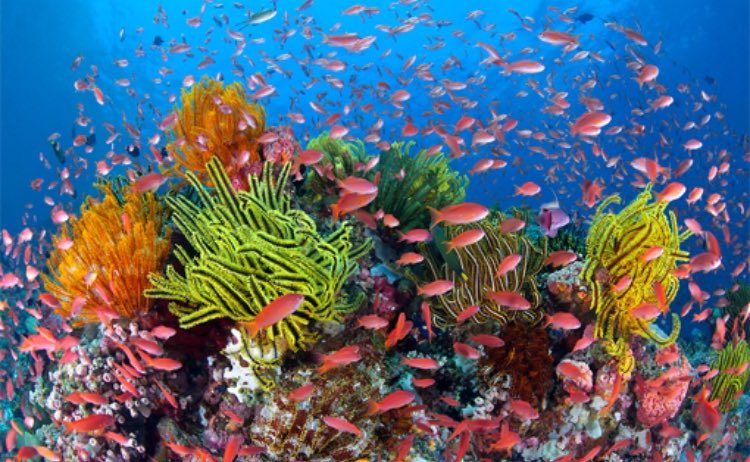 SafariGage's tweet photo. Congratulations man kind.We have successfully rid the world yet another beautiful&amp; irreplaceable place. RIP GreatBarrierReef. Do u care now? https://t.co/4tgdWRPNSq