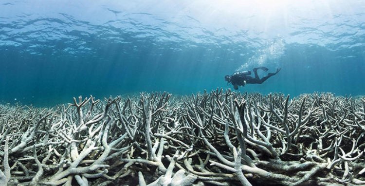 SafariGage's tweet photo. Congratulations man kind.We have successfully rid the world yet another beautiful&amp; irreplaceable place. RIP GreatBarrierReef. Do u care now? https://t.co/4tgdWRPNSq