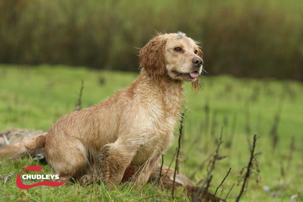 ChudleysDog's tweet photo. Based on a #dog that weighs approx 25kg, you could feed your #workingdog for FREE for a week with #Chudleys 20% extra feed! #FeedToTheNeed https://t.co/Rfa459T6dG