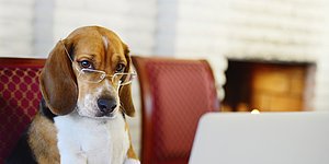 mishel_ella's tweet photo. Science Says Dogs Almost Fully Understand Human Language!
https://t.co/jHOQGeO8TL https://t.co/s1d81JDq5F
