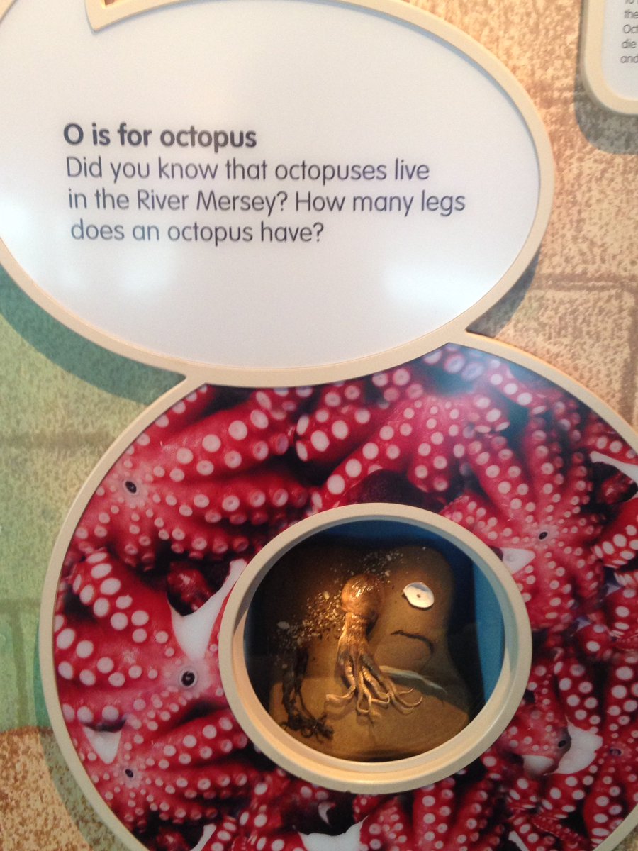RosTails's tweet photo. Octopuses live in the River Mersey! #rivercreatures #engageinliverpool - gallery co-designed by local children at Liverpool Museum https://t.co/plFzQvWN4l