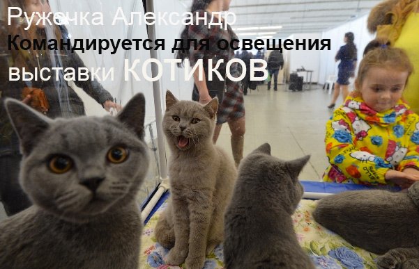 У нашего фотографа требовали редакционное задание, чтобы пустить на выставку котиков. Ходят тут всякие!