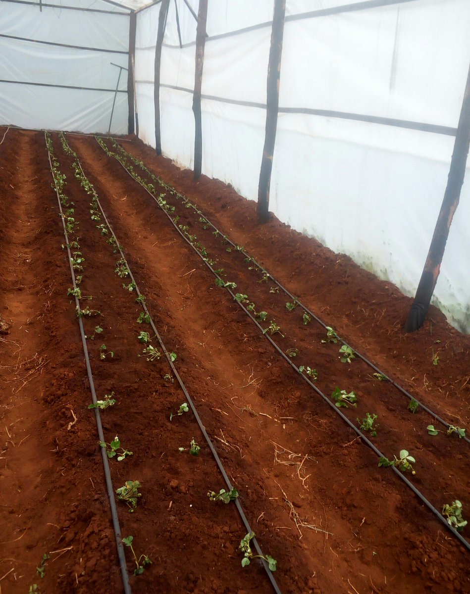 Gacherukev's tweet photo. Low-cost Irrigation Automation Solution. #FarmingIsCool #irrigationmonitoring #watersolutions #foodsecurity #TechFarms https://t.co/vfXWvRHqpf