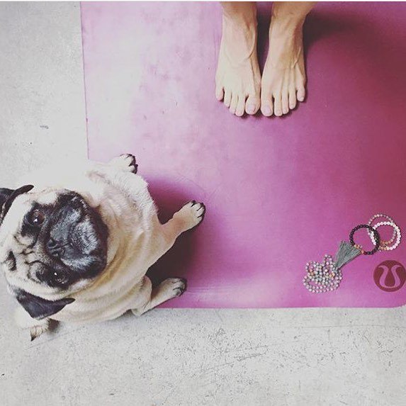 yogaclicks's tweet photo. Yoga + dog + mala beads #goodvibes 🙏💓💕🙏 Shop #malacollective @yogaclicks - link in bio https://t.co/W1vijCzYxI https://t.co/rIY66SnZWx