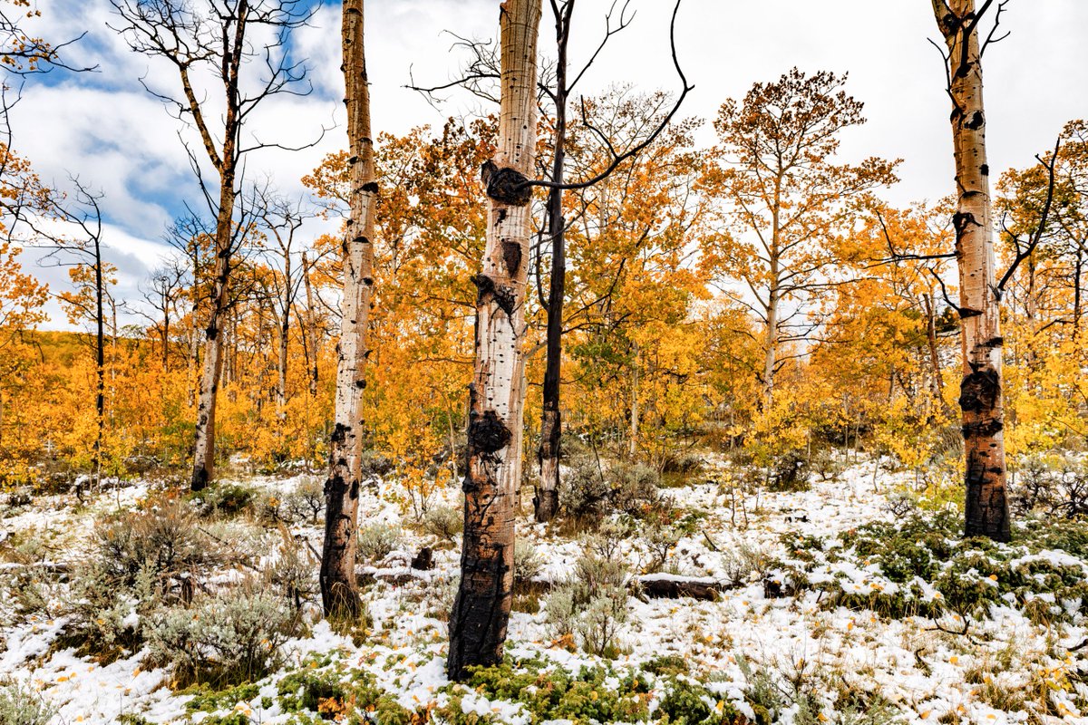 rhorn2's tweet photo. #NikonFallUT
Aspens in full fall bloom and a light dusting of snow on the ground - FLAMING GORGE NRA, UTAH https://t.co/EJCthgCPUZ