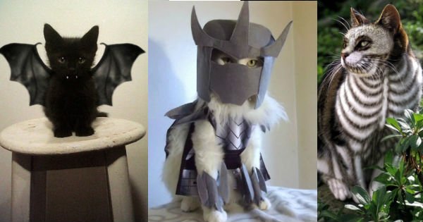 Buzz Fold (@TheBuzzFold) / Posts / X