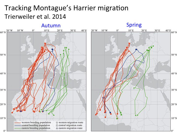 biotweeps's tweet photo. A great quote from this week's #BOUsci16 tracking meeting is that we can learn more in 1 year from GPS tracking than from 100yrs of ringing. https://t.co/jOTbh2o2Yg