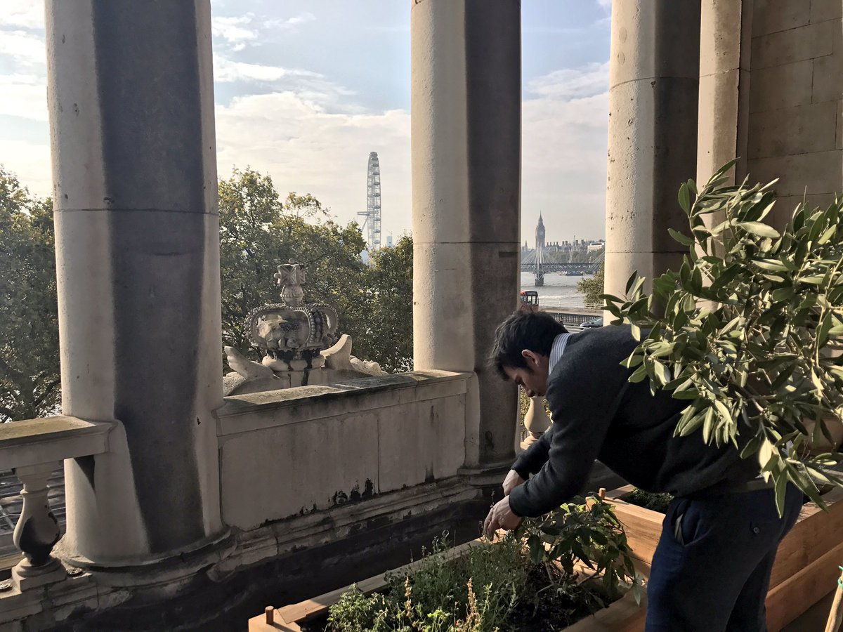 How about this for a place to get #Ginsperation? Sipsmith Ollie foraging at the <a href="/SomersetHouse/">Somerset House</a> rooftop herb garden.