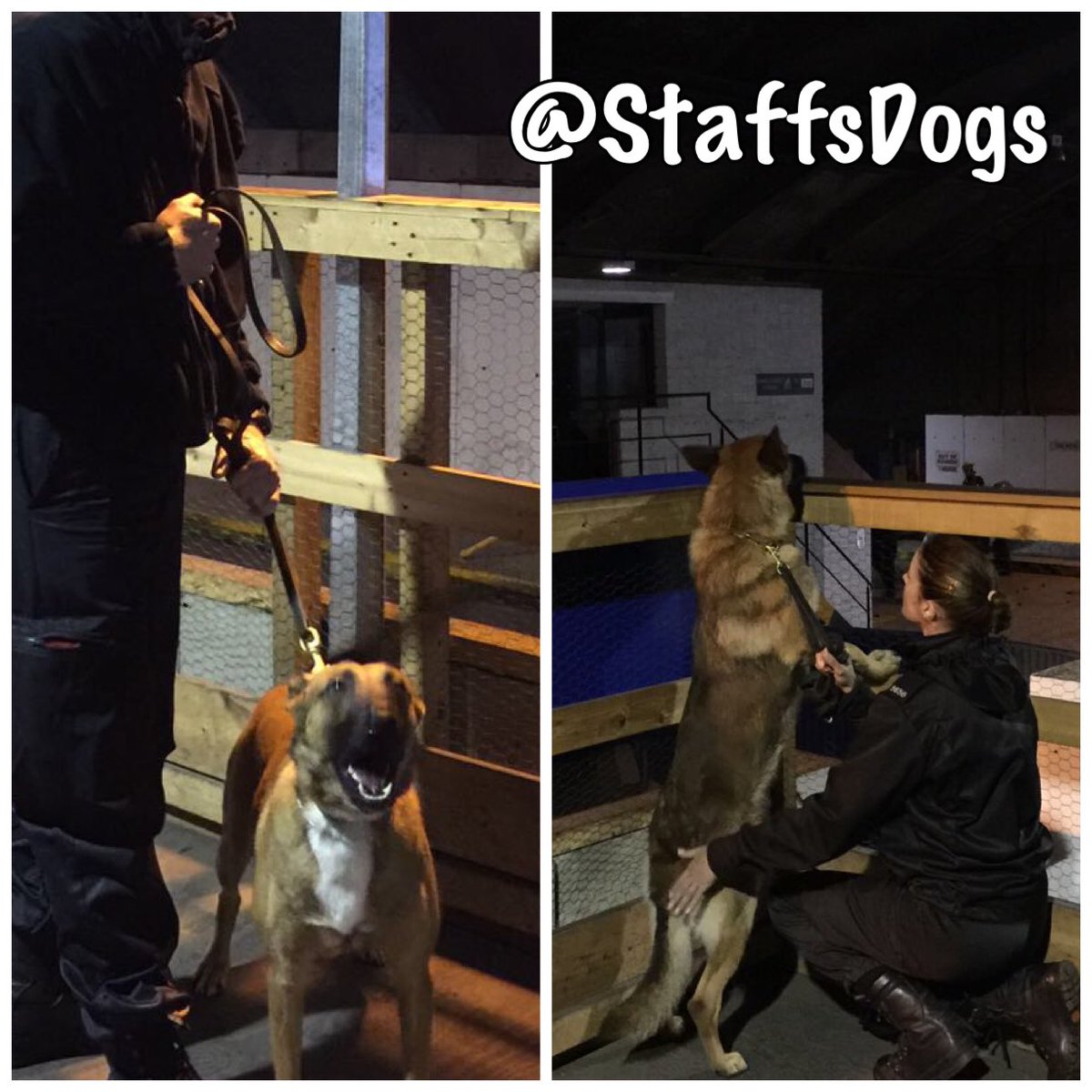 StaffsDogs's tweet image. Training is important for our dogs in different environments to adapt to 👂🏻👃🏻🐾. Indoor public order yesterday for #PdColt #PdAce 🐶