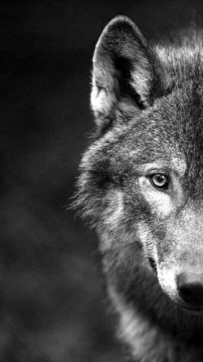 IsaAranjuez's tweet photo. #LoboVivo     
#LoboProtegidoYa 
Yo con @Lobo_Marley https://t.co/JDXuqx72TA