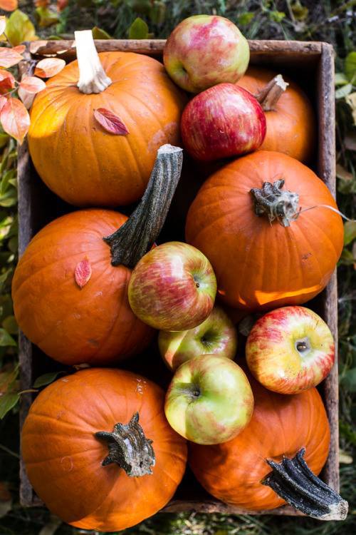 Them Autumn feels!! 🙌🎃🍂🍁