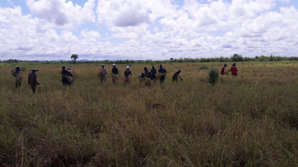 BetterBizSL's tweet photo. TONKOLILI - it's time to bring in the harvest. #recoverySL https://t.co/MCq1FWGd7x