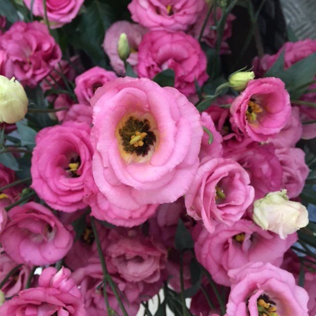 Nearly the weekend, why not start it early with treating yourself to flowers. We're on the High St as well as in Royal Victoria Place.