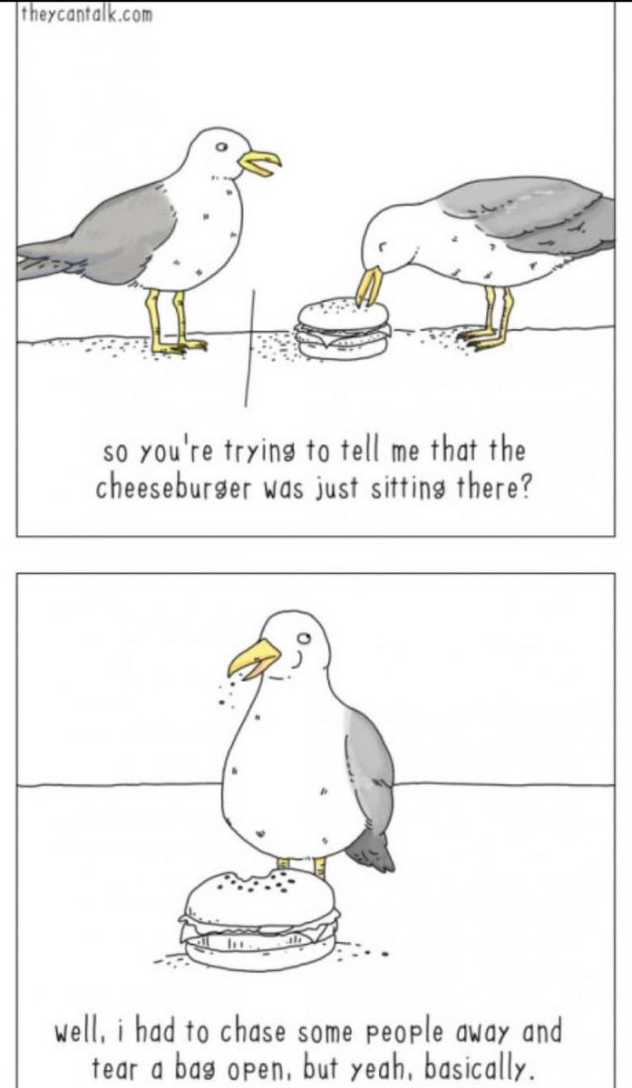 Top_Gull's tweet photo. CAW CAW flappy Friday everyone CAW CAW https://t.co/1FRbRaosYc