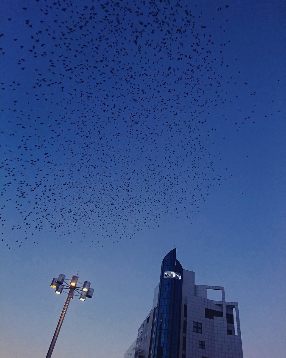 jj_coba's tweet photo. 椋鳥の夕立 #graystarling #dusk https://t.co/WmJN2iPHQ9
