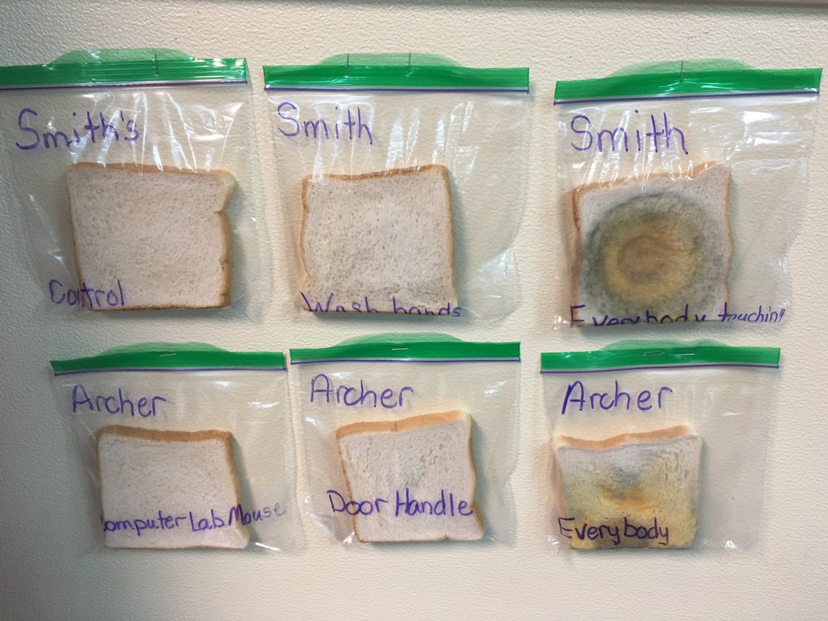 kt_techr's tweet image. Second graders growing germs#DWEeagles