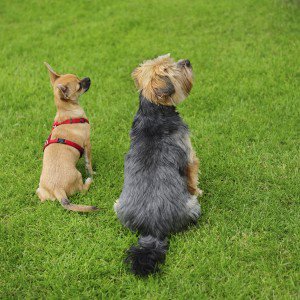 Dogs_Training1's tweet photo. Residential Dog Clicker Training - https://t.co/ekz5XZEk0o

#DogObedienceTraining https://t.co/nEpkflbFRm