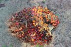EarthwormGlobal's tweet photo. #Starling viable alternative to #auditing -scope, independence, access say @InnovaForum https://t.co/TlOyYeo5P2 #VerifywithStarling #PalmOil https://t.co/JV86waB6kE