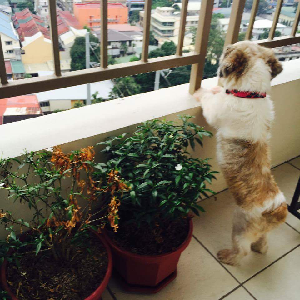 PinoymuMD's tweet photo. What's down there? #dogsofinstagram #woofbox #dogs https://t.co/T8CfsJ0HLS