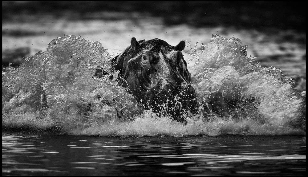 laurentbaheux's tweet photo. Surfing Hippopotamus by @laurentbaheux from the #Artbook "Family Album of Wild Africa - https://t.co/GASBoizTCv #FamilyTime #surfing https://t.co/Q0gpjzUpQn