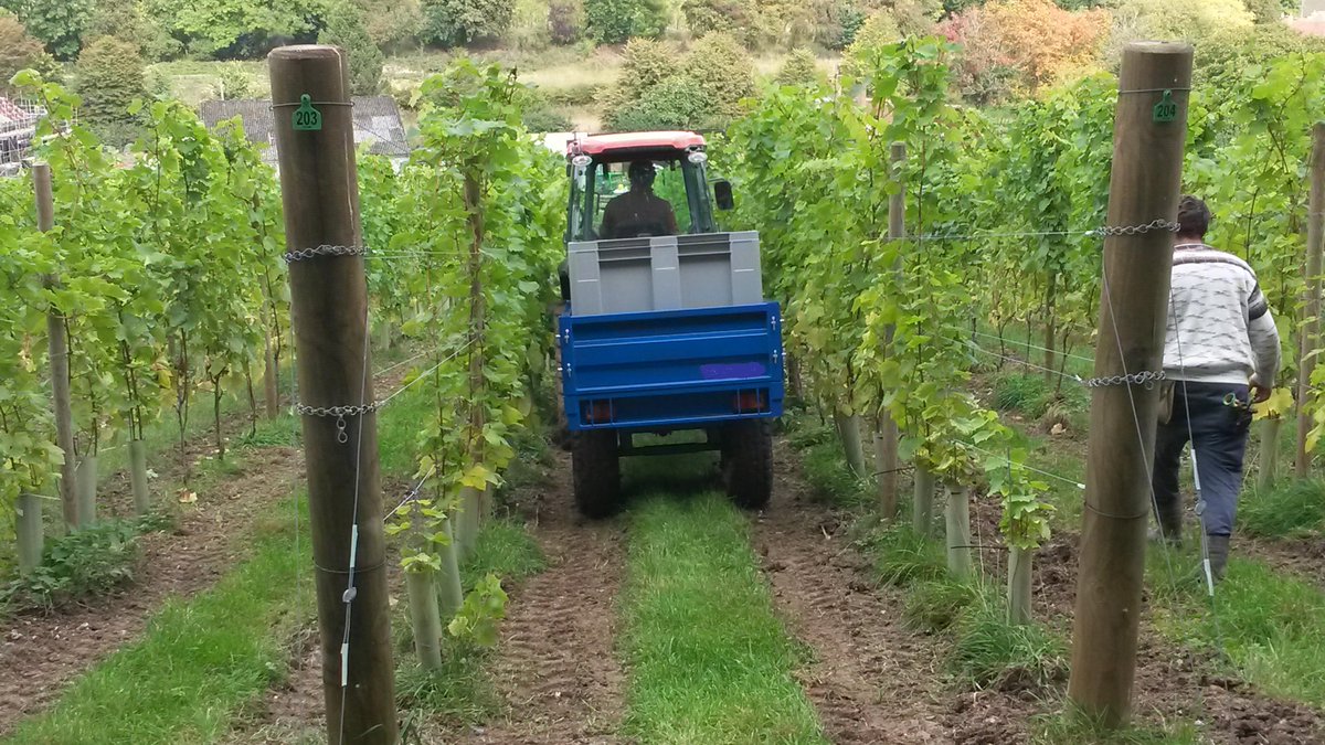 Vitifruit's tweet photo. Grape Harvest trailer designed and supplied by Vitifruit Equipment https://t.co/apbSznL3tz