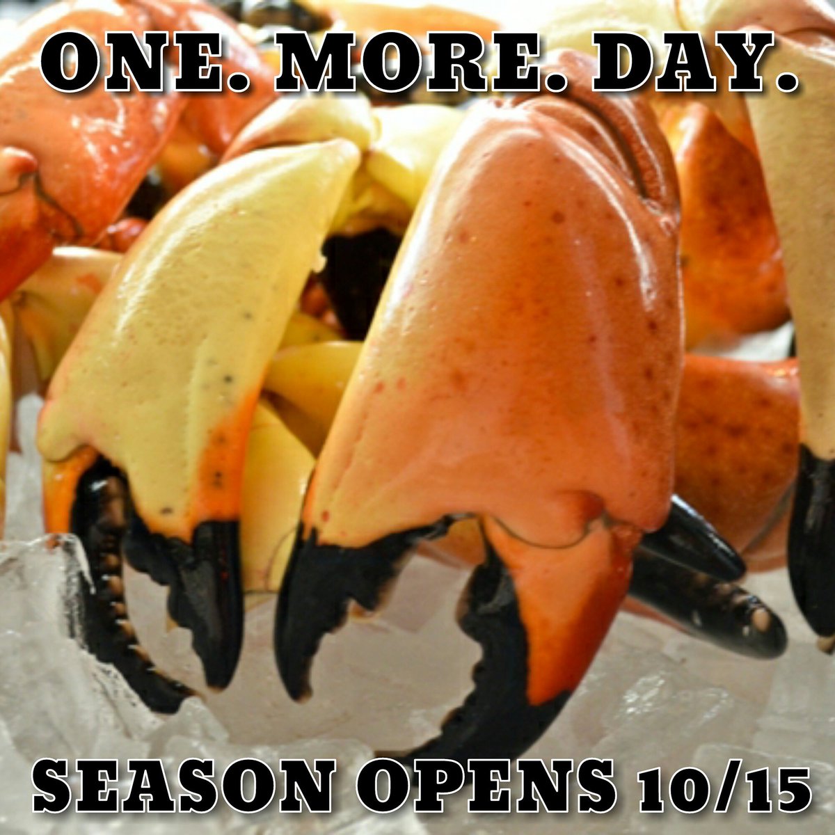 ICSharks's tweet photo. Tomorrow! Call for availability. #stonecrabs #reelfresh #reelfun #realflorida #icsharks #tampabay #seafoodie #stonecrab #season #floridagold https://t.co/CVLA9eBjEi
