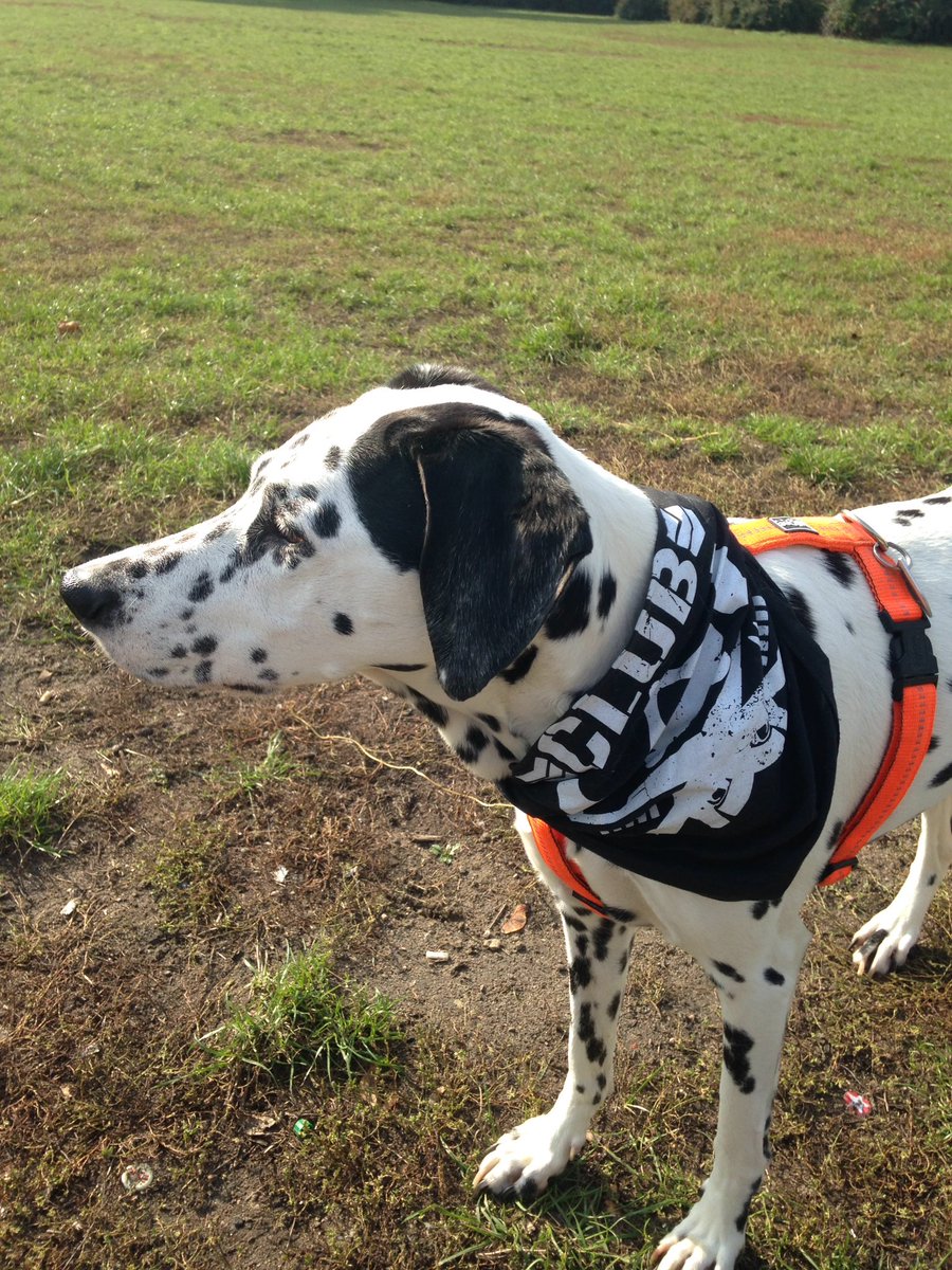 nils_tetzlaff's tweet photo. @KennyOmegamanX @MattJackson13 @NickJacksonYB @TOKSFALE #bulletdog #BC4Life https://t.co/8QtSW78D34