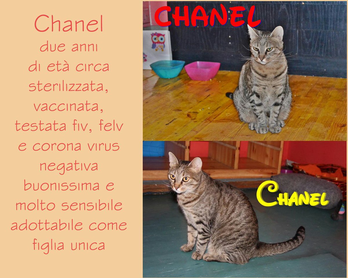 Ass_Tana's tweet photo. Chanel, 2 anni, buonissima e molto sensibile!!! Info: https://t.co/9QvmaqcIiB o tel nella foto #adottami #CercoCasa https://t.co/qjnaU3uNod