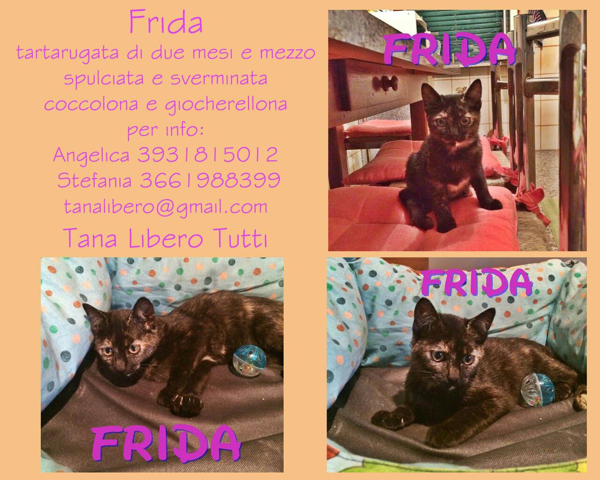 Ass_Tana's tweet photo. Frida, circa 2 mesi, coccolona e giocherellona!!! Info: https://t.co/9QvmaqcIiB #adottami #CercoCasa https://t.co/3RZgvJuJz6