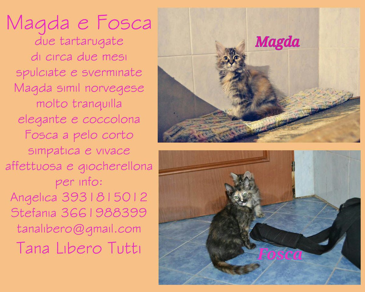 Ass_Tana's tweet photo. Magda e Fosca, 2 mesi! Tranquille, affettuose e coccolone!!! Info: https://t.co/9QvmaqcIiB #adottami #CercoCasa https://t.co/o1A3ODiMIx