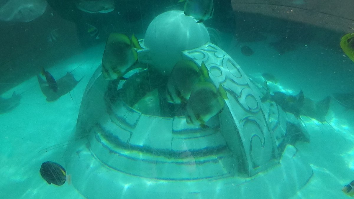 _BWProductions's tweet photo. Journey To Atlantis aquarium photos. Used to house Commerson's Dolphins. #StandWithSeaWorld   #SeaWorldCares   #SeaWorldStrong https://t.co/JRjOhkjOtx