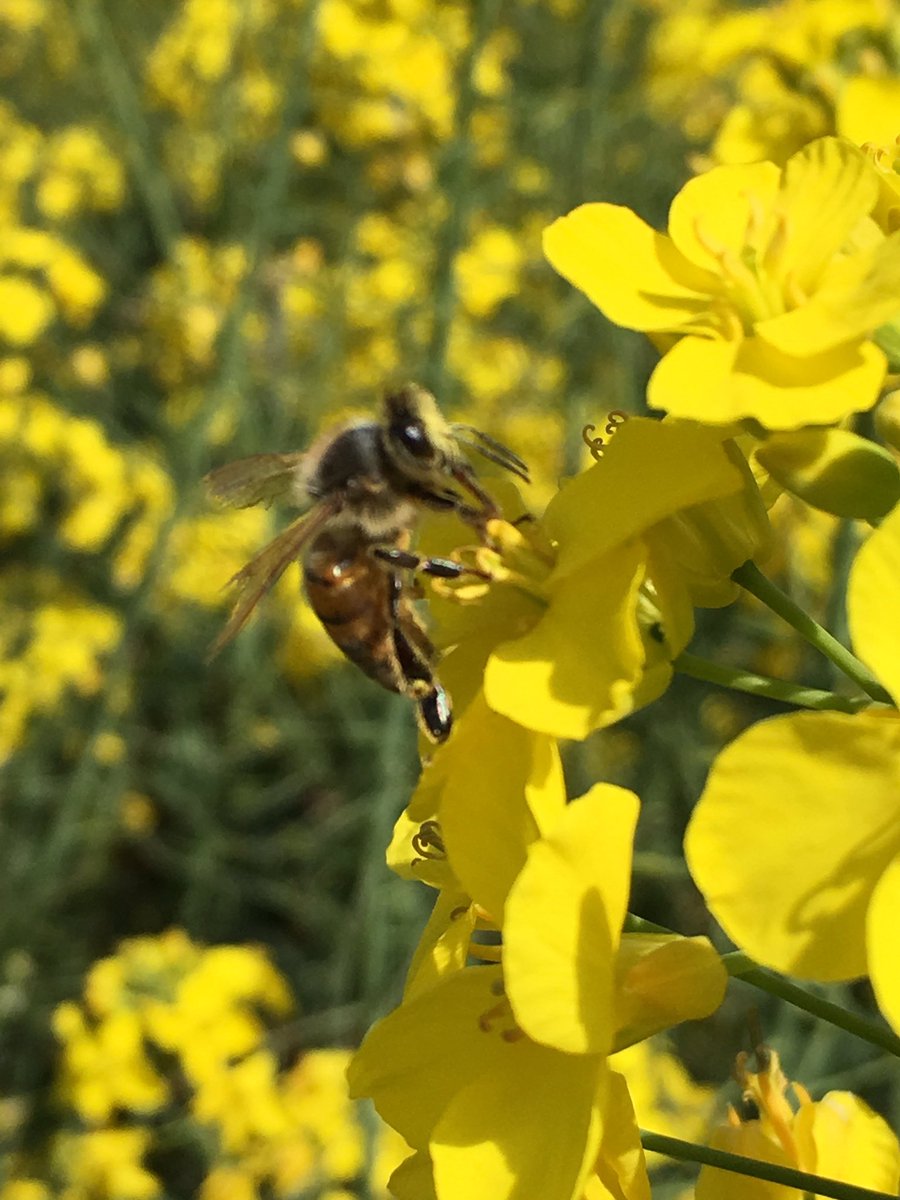 grassrootsag's tweet image. Bees in late flowering 970CL canola, loving some sun &amp;amp; warm temps as spring finally arrives #softfinish